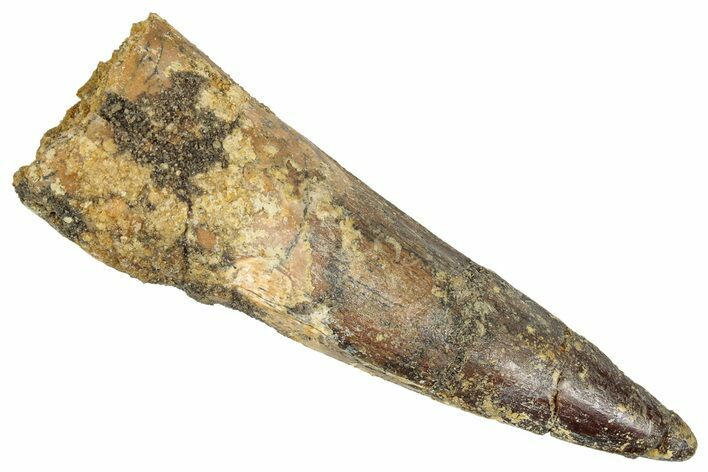 Fossil Spinosaurus Tooth - Real Dinosaur Tooth #348646